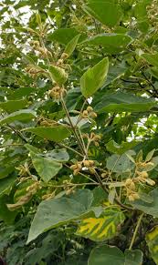 Image result for Cuviera tomentosa