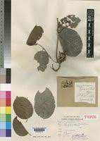 Image result for Campylostemon angolense