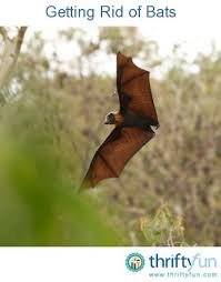 Getting Rid Of Bats Getting Rid Of Bats Bat Animal Of Scotland