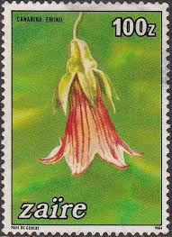 Image result for Disa eminii