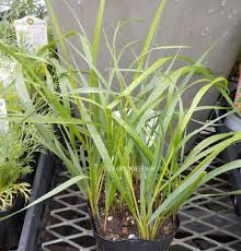 オザキフラワーパーク