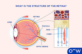 Image result for Retinal Anatomy