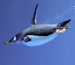 Spiders can climb (trees, tree, tree's). Are Penguins Able To Fly Ask A Biologist