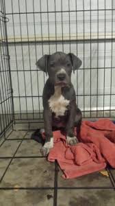 I'm so excited to introduce you all to my new puppy, zaza skyy! Bluenose American Pitbull Puppy Female 10 Weeks Old Firm For Sale In Santa Ana California Classified Americanlisted Com