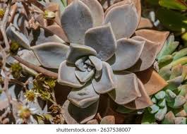 Image result for Crassulaceae