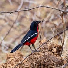 Image result for Eriosema burkei