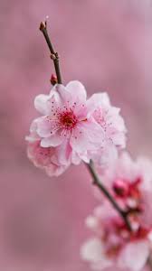 Beautiful Light Pink Flower Wallpaper Springflowerswallpaperiphone Pink Flowers Wallpaper Wallpaper Iphone Christmas Iphone Wallpaper Vintage