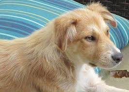 We are a small hobby kennel established in 1965, located in mcminnville, oregon. Border Collies For Sale Portland Or