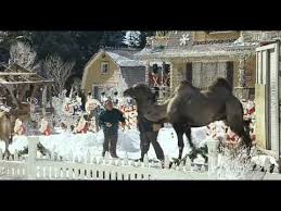 Faced with prejudice, moussa's knowledge and the hardiness of his camels in the punishing conditions quickly prove vital to both the success of the expedition and the survival of its. Deck The Halls Trailer 2006 Youtube