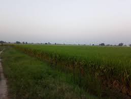 Maybe you would like to learn more about one of these? Agriculture Land For Sale In Punjab Sfarmsindia Com