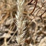 Image result for Enneapogon desvauxii