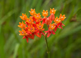 Fewflower Milkweed Wild Flowers Plants House Plants