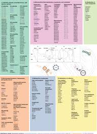 13 multiple choice rna and protein synthesis chapter test a write the letter that best answers the question or completes the statement on the line. Genetics Of Mitochondrial Diseases Identifying Mutations To Help Diagnosis Ebiomedicine