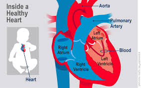 Pda definition, personal digital assistant. Patent Ductus Arteriosus Pda For Parents Nemours Kidshealth