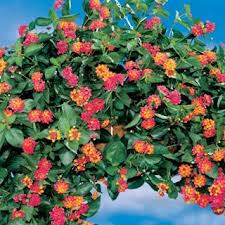 A Cascading Citrus Scented Lantana With Multicolored Blooms Of Yellow Orange And Red Lantana Plants Flower Seeds