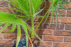 Image result for Washingtonia filifera