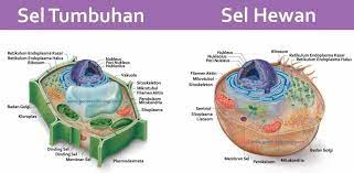 Pada sel tumbuhan membran sel dilindungi oleh didnding sel yang tersusun dari selulosa. Transportasi Substansi Sel Hewan Vs Sel Tumbuhan Halaman 1 Kompasiana Com