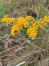 Image result for Rhynchosia micrantha