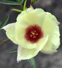 Image result for Hibiscus rhabdotospermus