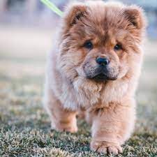 Chow Chow Chow Dog Breed Dog Breeds Puppies