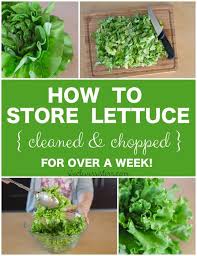 Storing Lettuce Storing Chopped Lettuce Healthy Eating In The Fridge This Is How To Store Lettuce In Lettuce Recipes Storing Lettuce Storing Vegetables