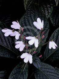 Image result for Rhinacanthus zambesiacus