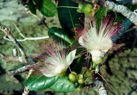Image result for Barringtonia asiatica