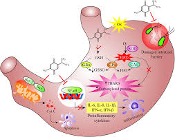 Our new formulaton contains specific nutrients. Therapeutic Perspectives Of The Black Cumin Component Thymoquinone A Review Food Function Rsc Publishing