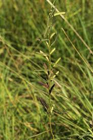 Image result for Chamaecrista mimosoides