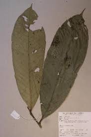 Image result for Strephonema mannii