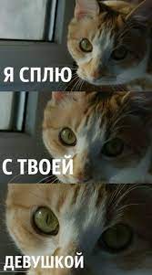I л / I. I1 й, 7 У ' Щ , девушкой / кот спит / смешные картинки и другие  приколы: комиксы, гиф анимация, видео, лучший интеллектуальный юмор.