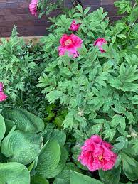 Allysonsflowers.com has been visited by 10k+ users in the past month Flowers Of The Good Earth Home Facebook