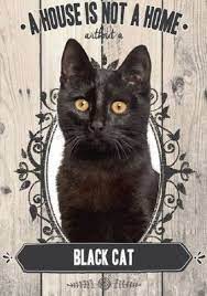 Black Cat A House Is Not A Home Black Cats Rock Black Cat Art Cats