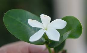 Image result for Carissa praetermissa