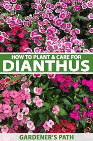 Check spelling or type a new query. How To Grow And Care For Dianthus Flowers Gardener S Path