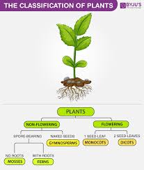 The Classification Of Plants In 2020 Biology Plants Plant Classification Plant Science