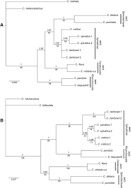 Image result for Carex bequaertii