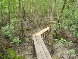 Korang pusing la taman negara sepuasnya. Pulau Kukup National Park Picture Of Pulau Kukup National Park Johor Bahru Tripadvisor