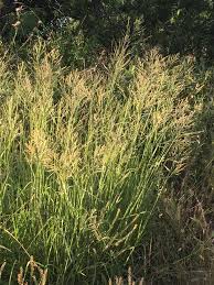 Image result for Panicum coloratum