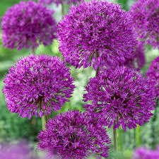 Paddle shaped leaves are up to 24 inches long and inches wide but become smaller as you travel further up the plant. Allium Tall Purple Sensation Ruigrok Flowerbulbs