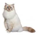 Birman - Wikipedia