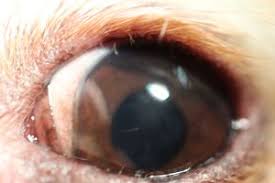 Tranendes Auge Kleintierpraxis Dr Nina Muller Team