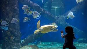 About coastal virginia environmental services. 25 Best Things To Do In Virginia Beach Va The Crazy Tourist
