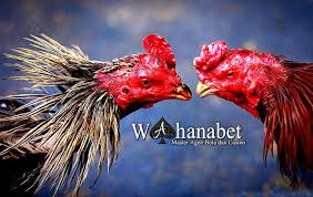 Aug 10, 2018 · dalam adu ayam, kemenangan bisa dicapai dengan hitungan hari sesuai hitungan jawa.berikut akan kami sajikan trik menang adu ayam bangkok dengan primbon jawa secara lengkap bagi anda yang ingin dan mau mempelajarinya. Trik Menang Ayam Aduan Menurut Primbon Jawa Yang Wajib Diketahui