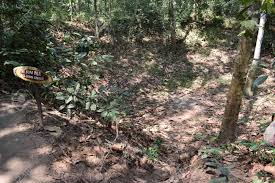 It was of strategic significance because it. Jungle Landscape With A Bomb Crater At Vietcong Tunnel System At Cu Chi In Vietnam Asia Stock Photo Picture And Royalty Free Image Image 96083501