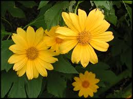 Image result for Tithonia diversifolia