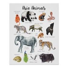 Asia Animals Education Learning Classroom Poster Zazzle Com Classroom Posters Animal Education Education Poster
