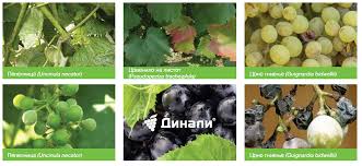 Image result for Pseudopeziza tracheiphila