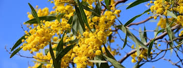 Maybe you would like to learn more about one of these? Australian Native Plants For Dry Shade Garden Express