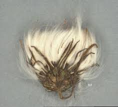 Image result for Crassocephalum rubens